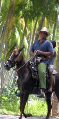 palmas and horses in cuba
