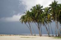 beach and palms in Cuba