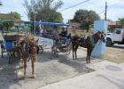 Pferdewagen in Varadero